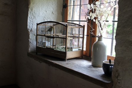 bird in cage